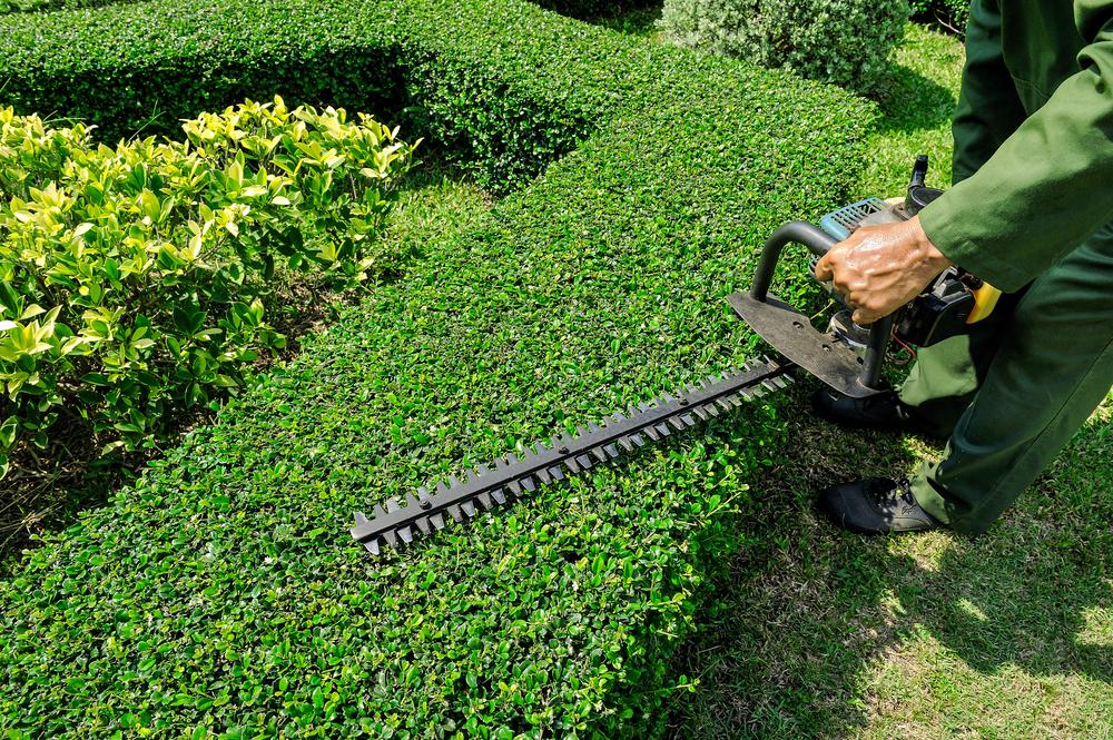 Service Image